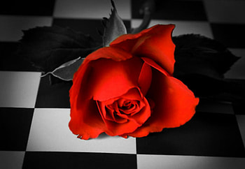 Red rose, nature, flowers, roses, red HD wallpaper