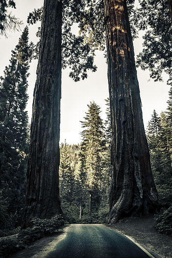 Nature, Trees, Road, Forest, Sequoia, Sequoias HD phone wallpaper