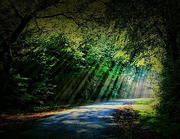 Light up the road, rays, shade, colors, sunbeams, brown, interesting, trees, road, places, grey, explore, dark, shadows, leaves, light, green, yellow, nature, forest HD wallpaper