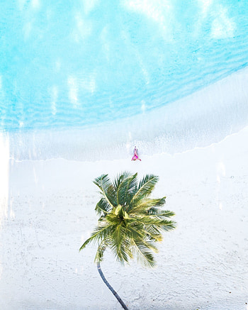 Palm tree, aerial view, beach HD phone wallpaper
