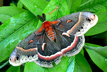 Cecropia moth, Impressive size, Striking markings, Incredible close-up shots HD wallpaper