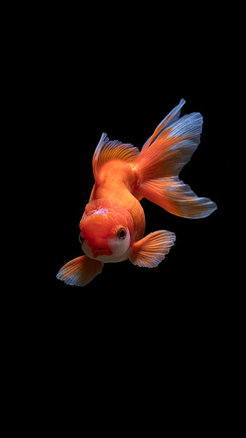 Oranda, Goldfish HD phone wallpaper