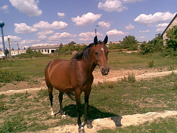Arabian horse, arabian horses, horse, slovakia, rohoznica HD wallpaper