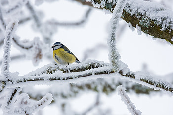 Eurasian Blue Tit in Frosted Winter – Wildlife, eurasian blue tit, Animal, titmouse HD wallpaper