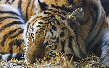 Tiger, animal, cat, resting HD wallpaper