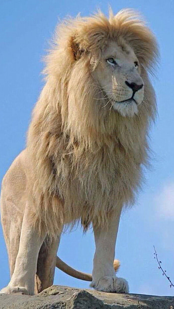 Lion, White Lion HD phone wallpaper