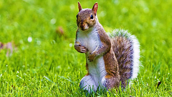 Cute Animal For Backgrounds Full Screen . HD wallpaper