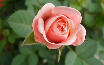 Rose, pink, macro, flower HD wallpaper