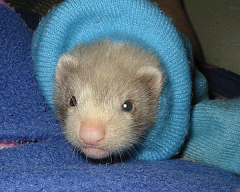 Baby Ferret, animal, ferret, play HD wallpaper