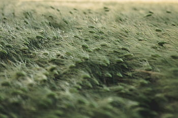 A tranquil scene of lush grass swaying gently in the breeze under daylight. HD wallpaper