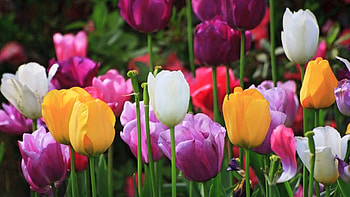 Flowers, Tulips, Plant, Macro, Multicolored, Motley, Field HD wallpaper