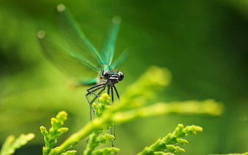 Insects, Dragonflies HD wallpaper