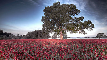 Tulip Field, trees, flowers, spring, blossoms, landscape HD wallpaper