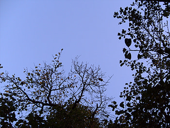 have a look, blue, trees, sky, nature HD wallpaper