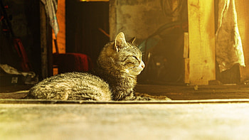 Cat, animal, pussy, purr HD wallpaper