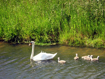 Spring, birds, abstract, graphy, green, grass, water HD wallpaper