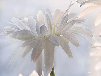 Gentle Shower, white, pretty, daisy, petals, droplets HD wallpaper