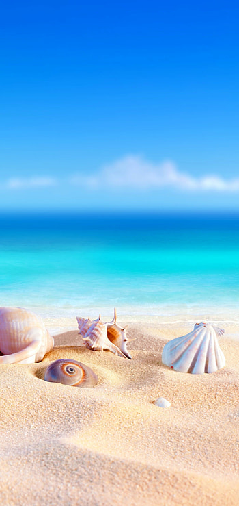 Seashells, Summer HD phone wallpaper