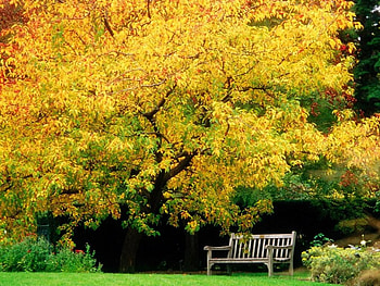 Rest by an autumn tree, , colors, , colours, pic, season, brown, autumn, wall, bench, fall, grass, tree, rest, leaves, wood, green, yellow, nature HD wallpaper