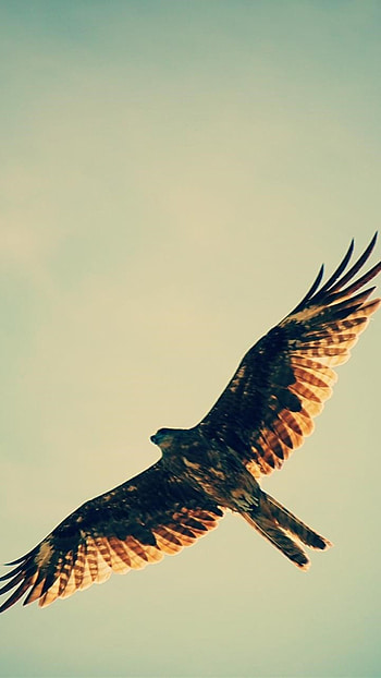 Hawk , Sony Xperia , Premium backgrounds HD phone wallpaper