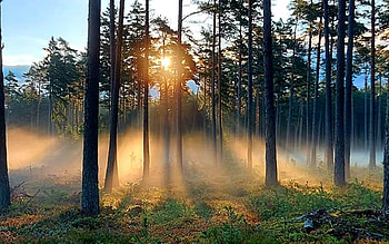 Sunrise in Forest, mist, Latvia, sunbeams, forest, sunrise HD wallpaper