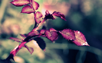 Leaves, Macro, Rose Flower, Rose, Form, Branch HD wallpaper