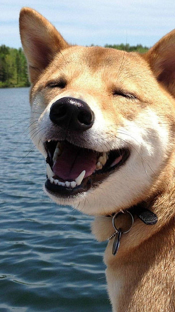 Hokkaido Dog, Dog shiba inu, Smile funny HD phone wallpaper