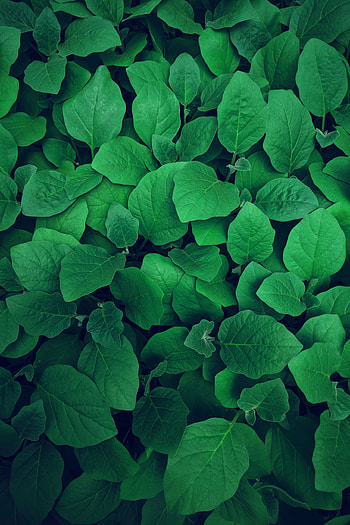 Nature, Leaves, Plant, Vegetation, Greens HD phone wallpaper