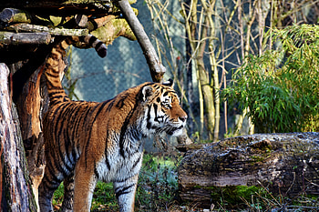 Young tiger, predator, animal, curious HD wallpaper