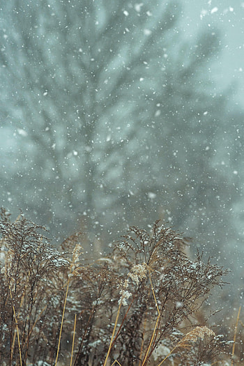 Plants, Winter, Nature, Snow, Snowfall HD phone wallpaper