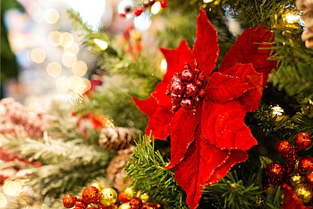 Holidays, Leaves, New Year, Flower, Christmas, Christmas Tree, Decoration, Poinsettia, Festive, Poinsity HD wallpaper