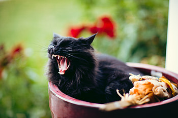 Animals, Cat, Fluffy, Grin, Scream, Cry HD wallpaper