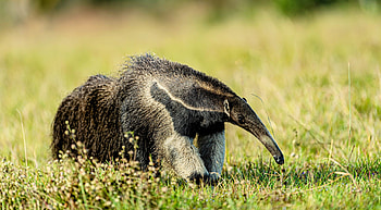Forest dwelling, Giant anteaters, Natural patches, Warmth provider HD wallpaper