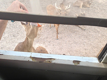 deer, roe, web, dear HD wallpaper