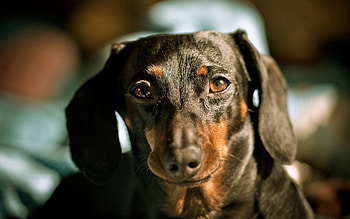 Animals, Dog, Muzzle, Ears, Dachshund HD wallpaper