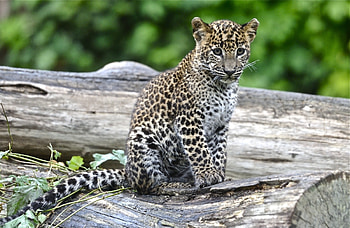 Animals, Young, Leopard, Big Cat, Sight, Opinion, Joey HD wallpaper