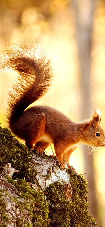 Squirrel in nature, Outdoor scenery, Beautiful backdrop, Wildlife HD phone wallpaper