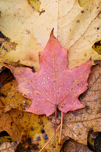 Autumn, Macro, Wet, Leaflet, Maple HD phone wallpaper