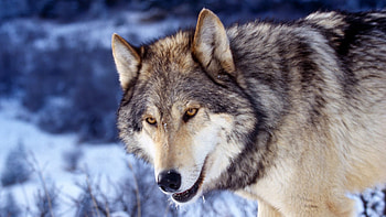 eyes, face, predator, wolf HD wallpaper