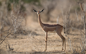 Litocranius Walleri, animal, deer, antilope, gerenuk HD wallpaper