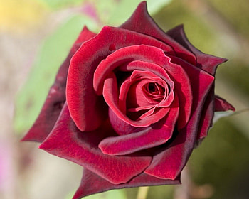 red rose, rose, beautiful, pretty, red HD wallpaper