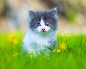 Baby Kitten Standing on Green Grass, animal, kitten, green, cute, cat, grass HD wallpaper