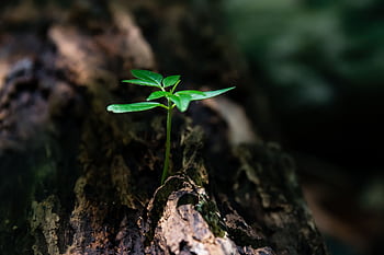 A vibrant green seedling emerges from decaying wood, symbolizing nature's growth. HD wallpaper