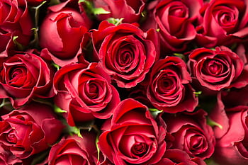 A stunning close-up of red roses, perfect for romantic occasions and floral gift ideas. HD wallpaper