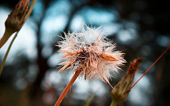 Grass, Macro, Wet, Dandelion, Humid, Seeds, Seed, Crumpled, Crushed HD wallpaper