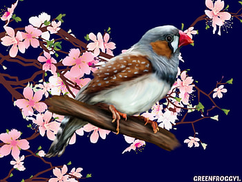 ZEBRA FINCH, BRANCH, BLOSSOMS, FINCH, BIRD HD wallpaper
