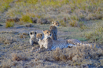 Serengeti National Park, Explore, Adventure, Wildlife HD wallpaper