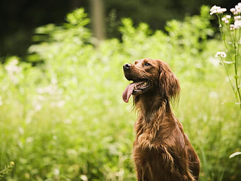 Im Thirsty, dogs, animals, irish setters HD wallpaper