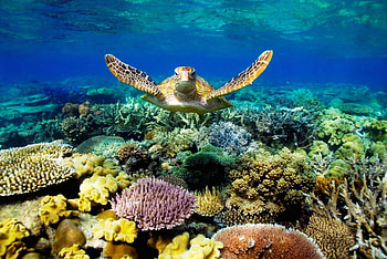 Turtle, Coral Reefs HD wallpaper