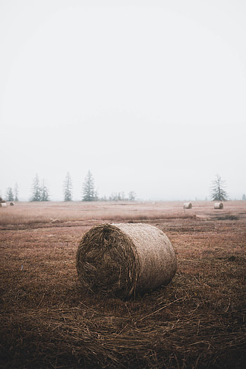 Nature, Grass, Field, Hay, Straw, Sheaf HD phone wallpaper